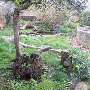 Asian small-clawed otter exhibit 071019