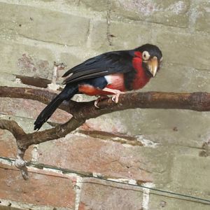 Bearded barbet 071019