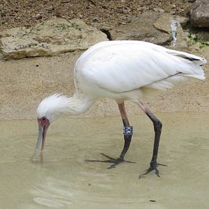 African spoonbill 071019