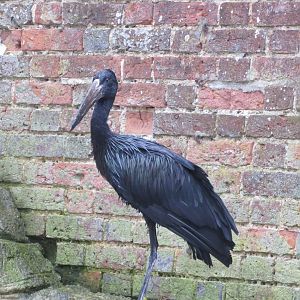 African openbill 071019