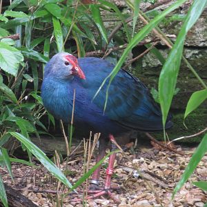 Purple swamphen 071019