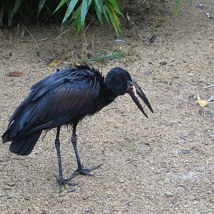 African openbill 071019