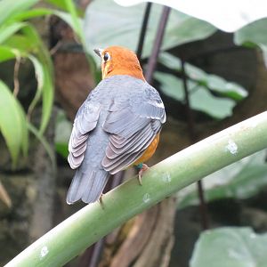 Tropical House - Orange-headed ground-thrush 071019