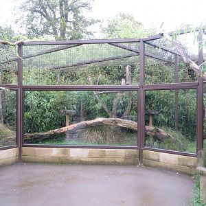 Crowned sifaka enclosure 071019