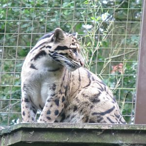 Indochinese clouded leopard 071019