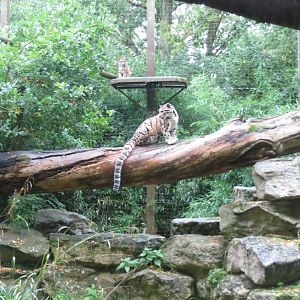 Indochinese clouded leopard 071019