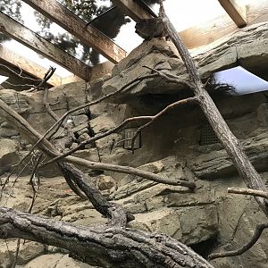 Arabian rock hyrax exhibit 071019