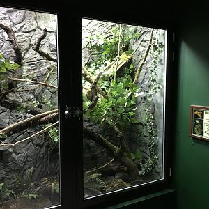 Eyelash viper exhibit 071019