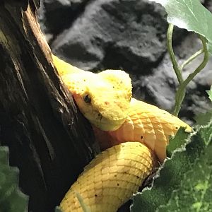 Eyelash viper 071019