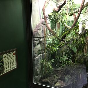 Fiji banded iguana exhibit 071019