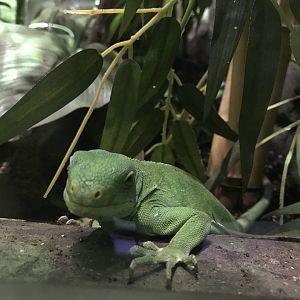 Fiji banded iguana 071019