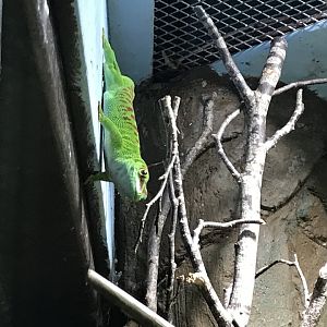 Madagascar day gecko 071019