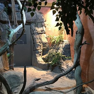 Puff adder exhibit 071019