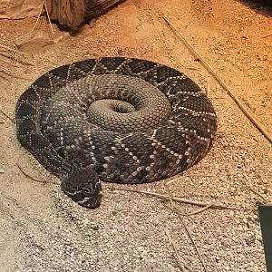 Eastern diamondback rattlesnake 071019