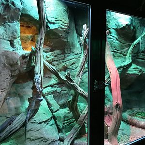 Gidgee skink and Frilled lizard exhibit 071019