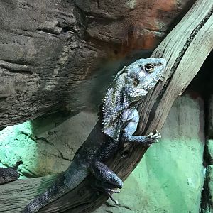 Frilled lizard 071019