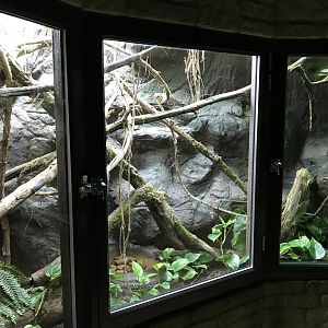 Emerald tree monitor exhibit 071019