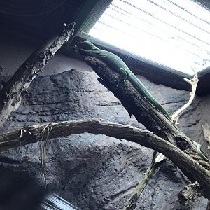 Emerald tree monitor 071019