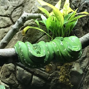 Green tree pythons 071019