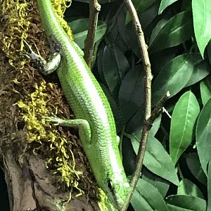 Emerald skink 071019