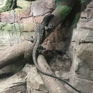 Crocodile monitor 071019