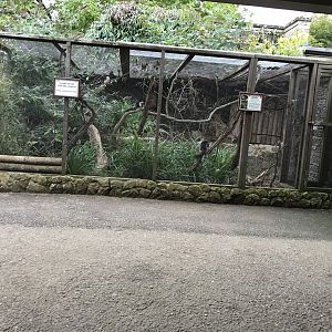 Sumatran Prevost's squirrel exhibit 071019