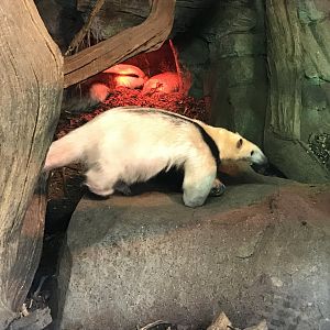 Southern tamandua 071019