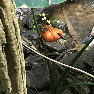 Tropical House - Red fody 071019