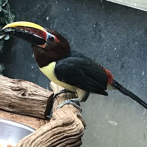 Green aracari 071019