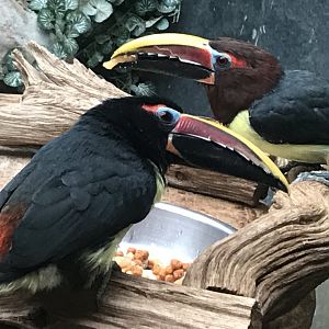 Green aracaris 071019