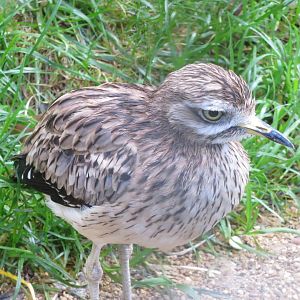 Eurasian stone-curlew 081019
