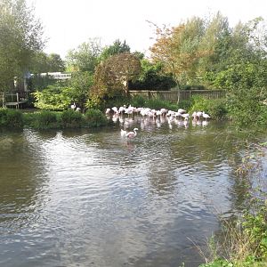 Greater flamingos 081019