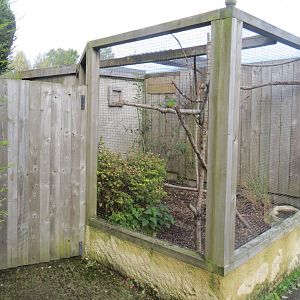 Red-rumped parrot aviary 081019