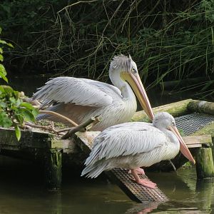 Pink-backed pelicans 081019