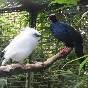 Bali mynah and Edwards' pheasant 081019
