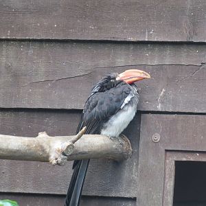 Crowned hornbill 081019