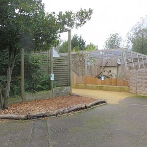 Out of African aviaries 081019