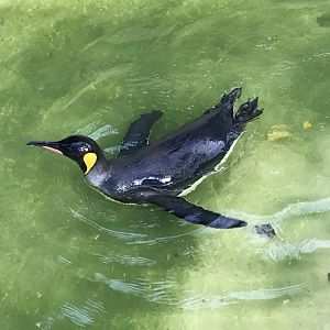 King penguin 081019