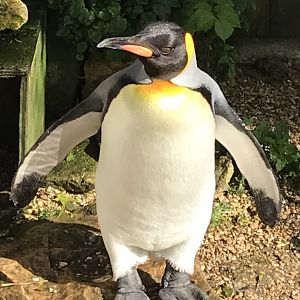 King penguin 081019