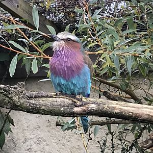 Lilac-breasted roller 081019