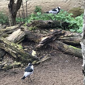 Blacksmith lapwings 081019