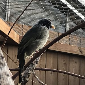 Collared finchbill 081019