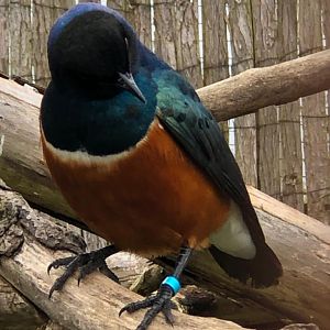 Superb starling 081019