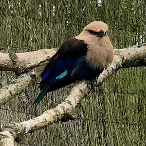 Blue-bellied roller 081019