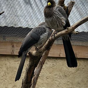 Western plantain-eater 081019