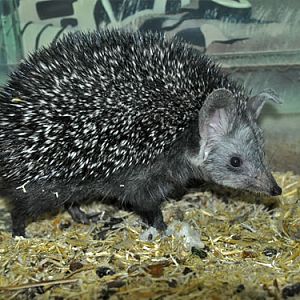 Paraechinus hypomelas hypomelas / Brandt's hedgehog at Tashkent Zoo