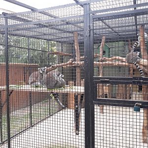 Ring-tailed lemur exhibit