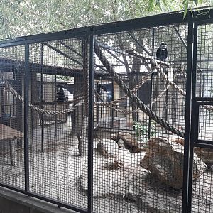 Mantled guereza exhibit