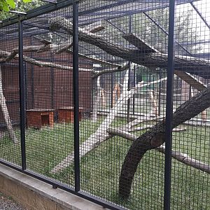 Ruffed lemur (hybrid) + African spurred tortoise exhibit