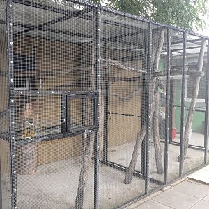 Squirrel monkey and Northern talapoin monkey exhibit